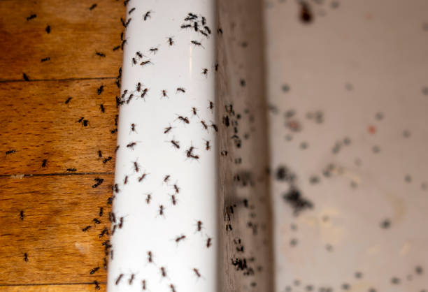 Best Bed Bug Extermination  in Inglis, FL