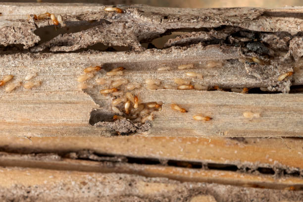 Trusted Inglis, FL Pest Control Experts