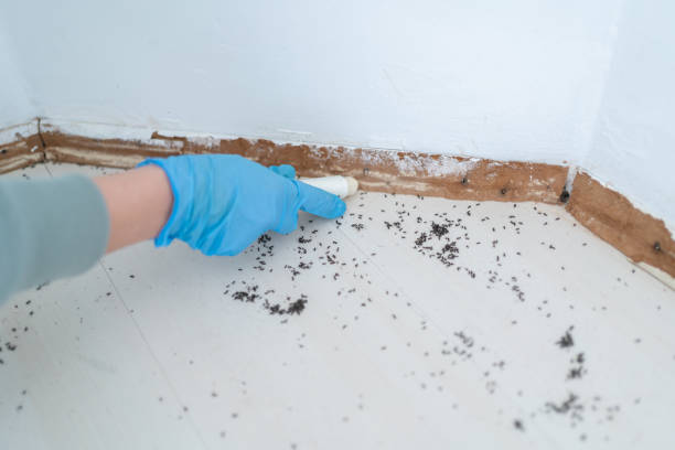 Best Cockroach Control Services  in Inglis, FL